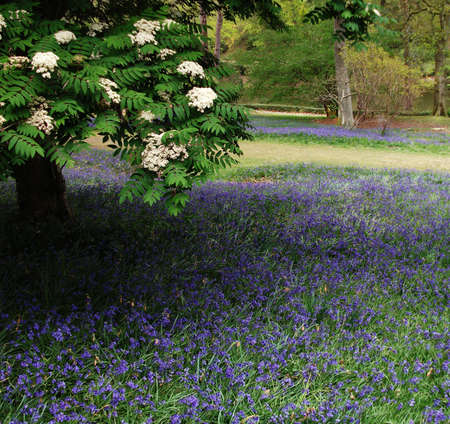 bluebells 1, bluebells under a horse chestnut, Surrey, UK, springの写真素材
