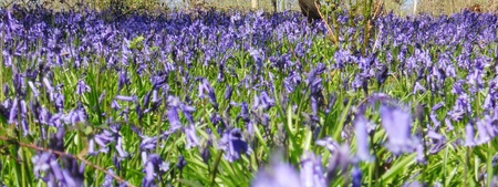 bluebells 3, low angle shot of bluebells in an open forest, Surrey, UK, springの写真素材