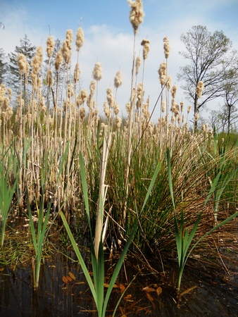 bull rushes 2, Bull rushes growing wild in a small forest pond, Surrey, UKの写真素材
