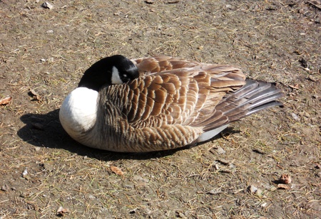 Canada goose sleeping, a Canada goose resting on earth  UK の写真素材