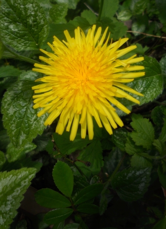 Dandelion flower, a single perfect yellow Dandelion flower, England, UK, の写真素材