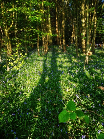 forest in spring, sunlight and shadows in spring woodland  Surrey UK の写真素材
