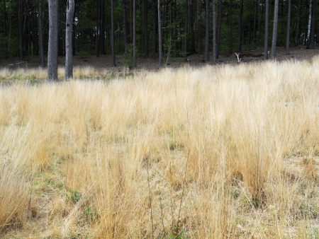 grass and forest, yellowed long grass growing in front of the edge of a dark pine forest  Surrey, UKの写真素材