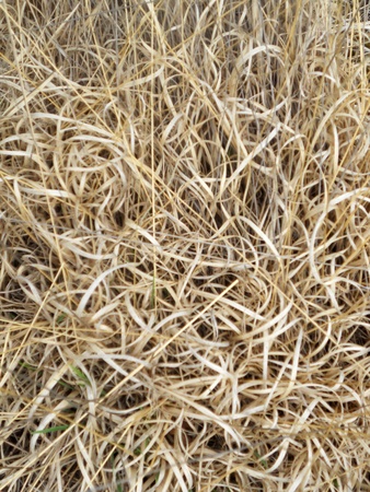 grass texture, complex texture of dead long gressesの写真素材