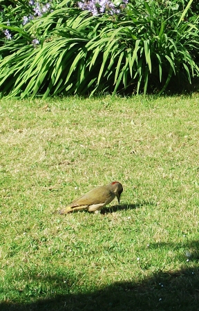 green woodpecker, single green woodpecker on lawn  UK の写真素材