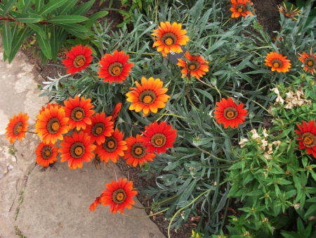 orange flowers, some bright orange and red flowers growing in a border  UK の写真素材