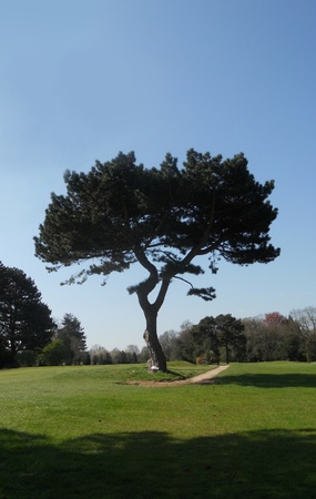 pine tree, a single pine tree growing in the middle of a UK golf courseの写真素材