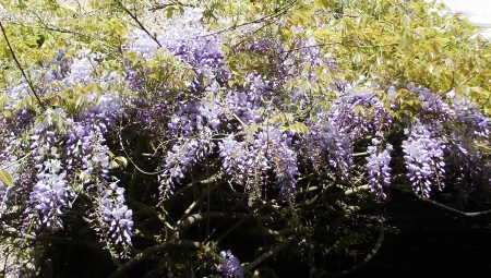 purple flowers, purple Wisteria flowers growingの写真素材