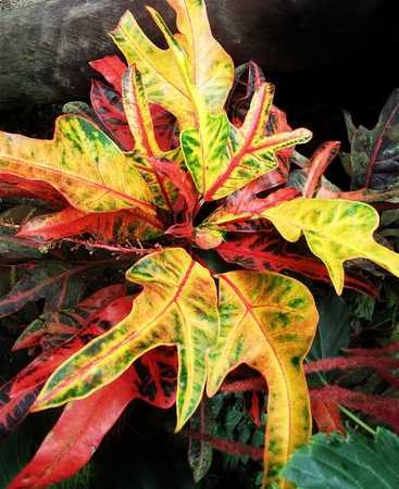 red and yellow plant, red green and yellow leaves of a tropical plant growing in a garden