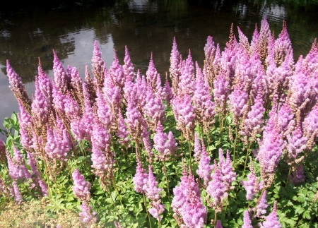 rosebay willowherb 3, a group of pink Rosebay Willowherb flowers growing near a pond  UK の写真素材