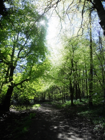 sunlit beeches 2, spring beech trees with warm sunlight  Surrey, UK の写真素材