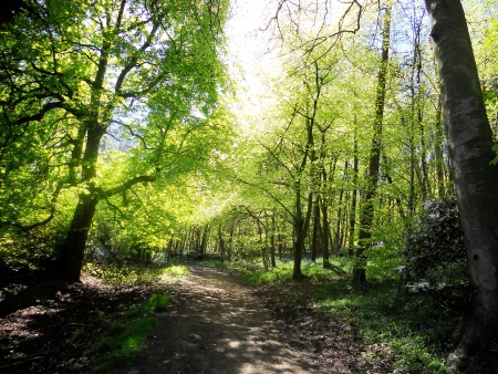 sunlit beeches 3, spring beech trees with warm sunlight  Surrey, UK の写真素材