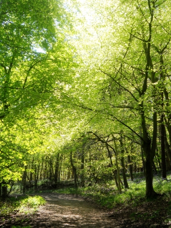 sunlit beeches 4,  spring beech trees with warm sunlight  Surrey, UK の写真素材