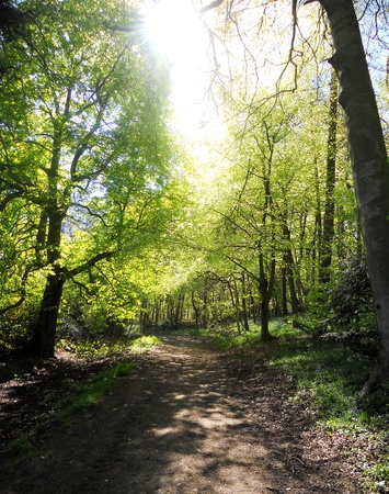 sunlit beeches, spring beech trees with warm sunlight  Surrey, UK の写真素材