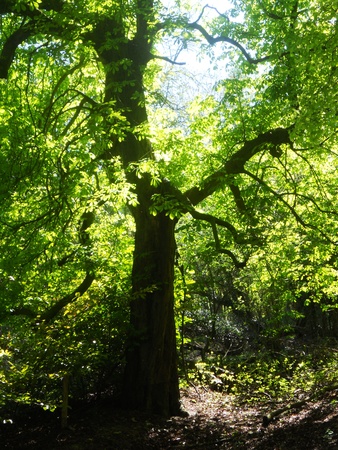 sunlit horse chestnut, horse chestnut with fresh green spring foliage, lit by warm sunlightの写真素材