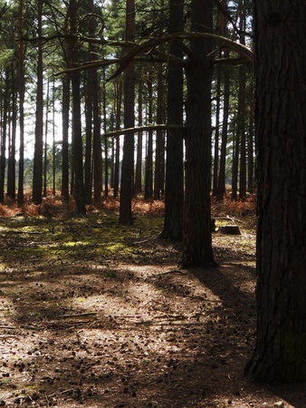 sunlit pine forest 3, dappled sunlight through an open pine forest in springの写真素材