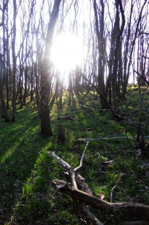 sunlit spring forest, mixed open woodland in spring, with evening sunlight, shadows and green vegetationの写真素材