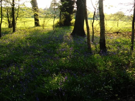 sunlit wood 2, open deciduous woodland and field in spring, with evening sunlight and shadowsの写真素材