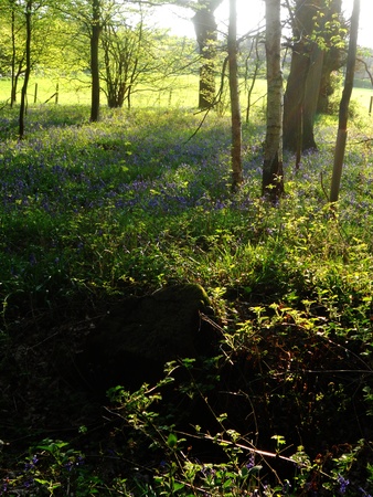 sunlit wood in spring, open deciduous woodland and field in spring, with evening sunlight and shadowsの写真素材