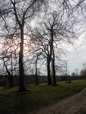 sunset beech trees 2, silhouetted winter beech trees against a delicate misty sunset  Surrey, UK の写真素材
