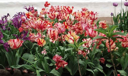 tulips, many red and yellow striped tulips in a border in a British gardenの写真素材