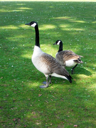 two Canada geese, 2 Canada gees standing on a sun-dappled lawn  UK の写真素材