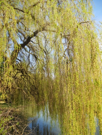 weeping willow 2, weeping willow branches drooping down over a small stream, UKの写真素材