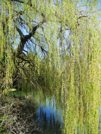 weeping willow, weeping willow branches drooping down over a small stream, UKの写真素材
