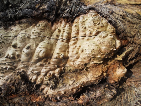 wood texture, surface of an old log with bark and exposed burred woodの写真素材