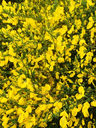 yellow broom flowers, lots of flowering broom  UK の写真素材