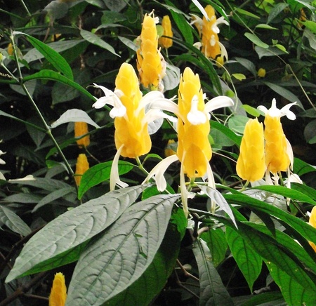yellow flowers 3, unusual yellow flowers in a British gardenの写真素材