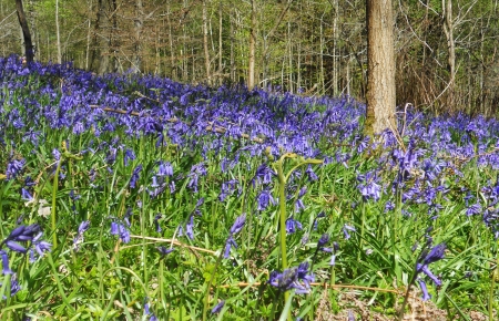 bluebell wood 8, bluebells growing in a sunlit woodland  UK の写真素材