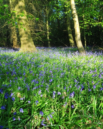 bluebell wood 80, bluebells growing in a sunlit woodland  UK の写真素材