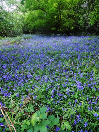 bluebell wood 96, British bluebells growing in open deciduous woodlandの写真素材