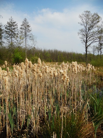 bull rushes, Bull rushes growing with coniferous forest in the background  UK の写真素材