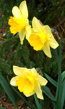 daffodils 2, 3 perfect yellow daffodil flowers growing  UK の写真素材