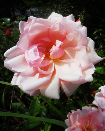 Albertine rose 2, pink rose in sunlight against dark backgroundの写真素材