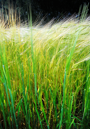 Barley growing in sunlight 2, closeup of a field of young barley growing in the sunlightの写真素材