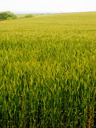 Barley growing, a field of young barley growing in the UKの写真素材