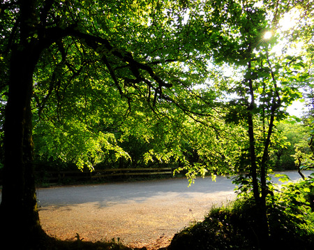 beech Forest 4, beach trees in summer, UKの写真素材