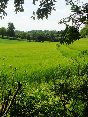 English countryside 3, a field in the sunlight, UKの写真素材
