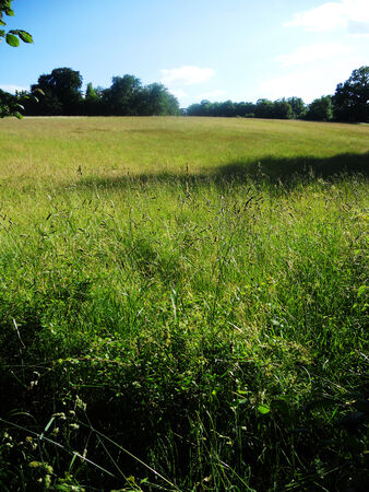 Field in sunlight 1, a field of long grass in the sunlight, UKの写真素材