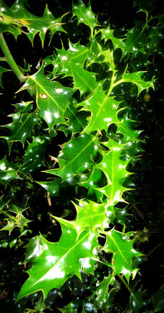 Holly leaves 2, some Holly leaves in sunlight against a black backgroundの写真素材