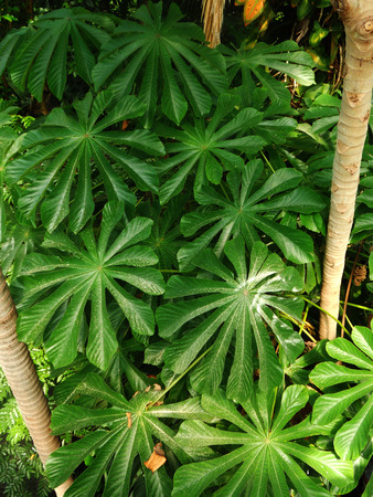 jungle 2, green plants in jungle atmosphereの写真素材