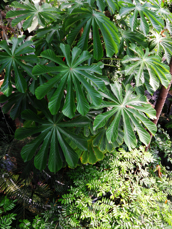jungle, green plants in jungle atmosphereの写真素材