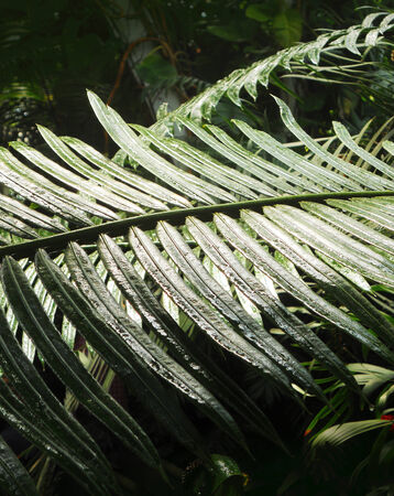 palm leaves 5, sunlight shining through palm leavesの写真素材