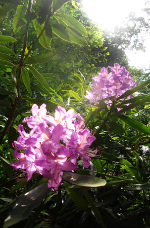 rhododendron flower 3, purple rhododendron flowers in sunlight, UKの写真素材