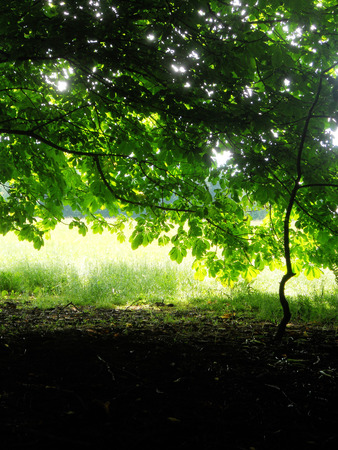 tree sun and shadows 2, tree leaves against brightly sunlit fieldの写真素材