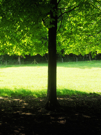 tree sun and shadows 5, a single small tree silhouetted against a brightly sunlit fieldの写真素材