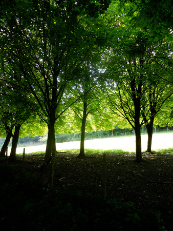 trees in sunlight 1, small trees against a sunlit field, Surrey, UKの写真素材